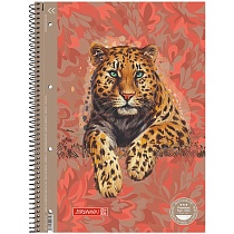 Тетрадь Brunnen Колледж Premium Safari World Леопард на пружине, линейка, 90 гр/м2, А4, 80 листов
