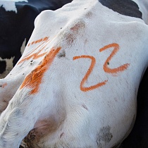 Маркер-краска для мечения животных Markal All-Weather Paintstik, флуоресцентный, от+4 до 54°C, 20 мм